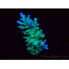 WYSIWYG ORA Acropora turaki Hawkins