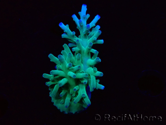 WYSIWYG ORAAcropora turaki Hawkins