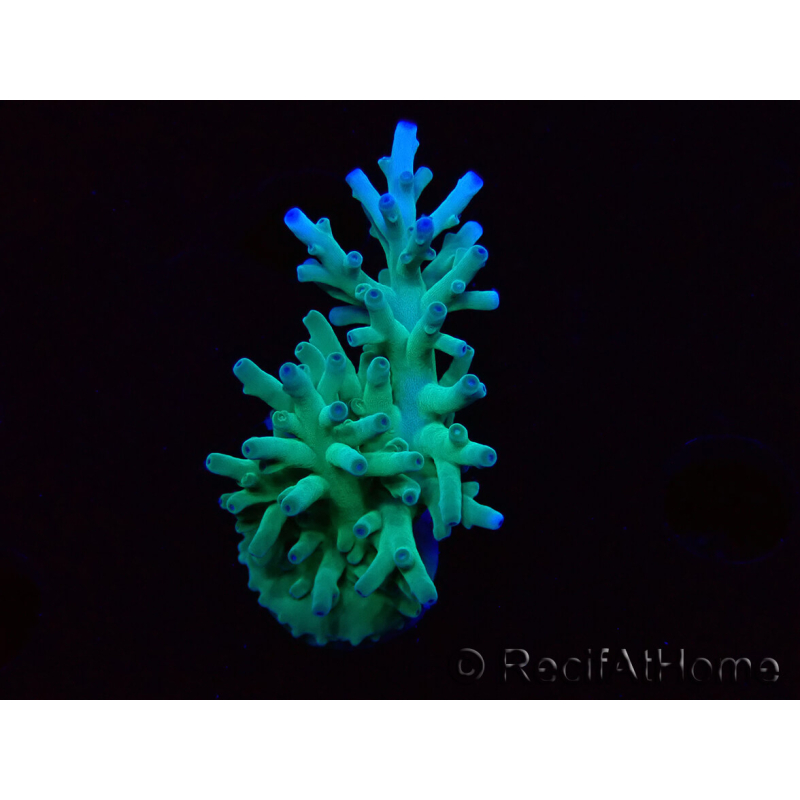 WYSIWYG ORAAcropora turaki Hawkins 5U4