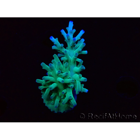 WYSIWYG ORAAcropora turaki Hawkins 5U4
