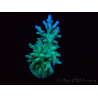 WYSIWYG ORAAcropora turaki Hawkins
