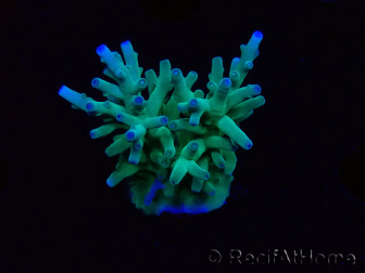WYSIWYG ORA Acropora turaki Hawkins