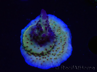 WYSIWYG RAH Acropora Nightshade
