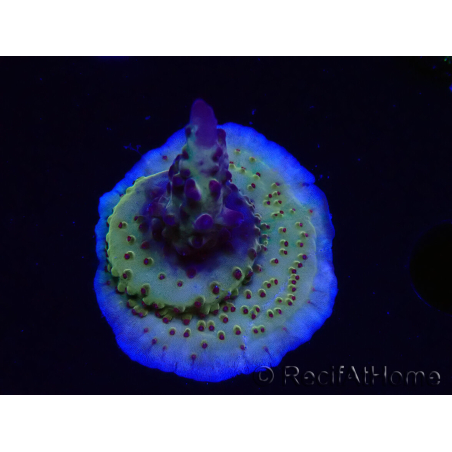 WYSIWYG RAH Acropora Nightshade