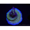WYSIWYG RAH Acropora Nightshade