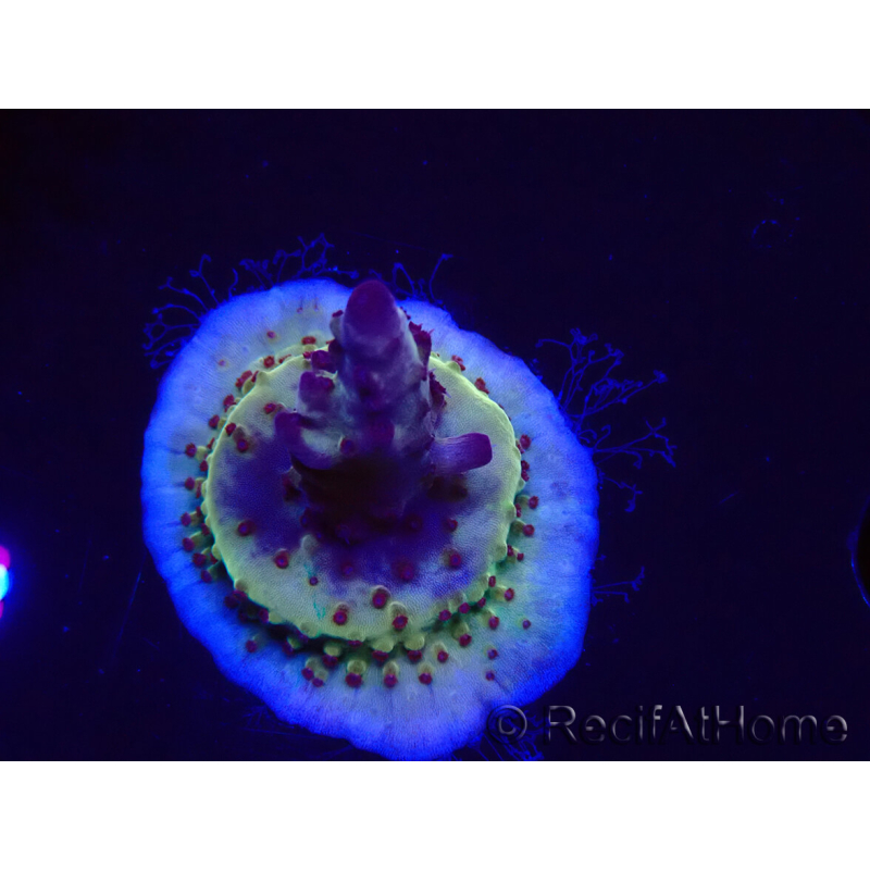 WYSIWYG RAH Acropora Nightshade