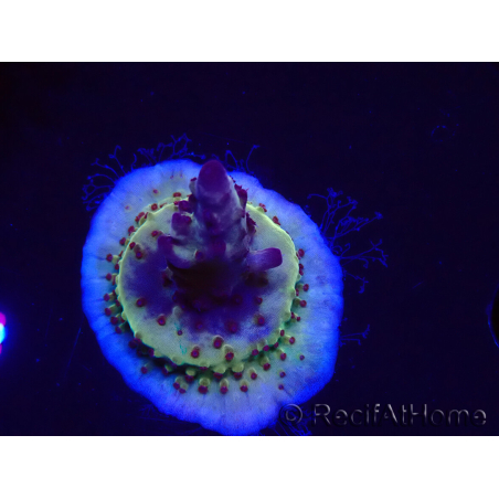 WYSIWYG RAH Acropora Nightshade