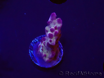 WYSIWYG RAH Acropora Nightshade