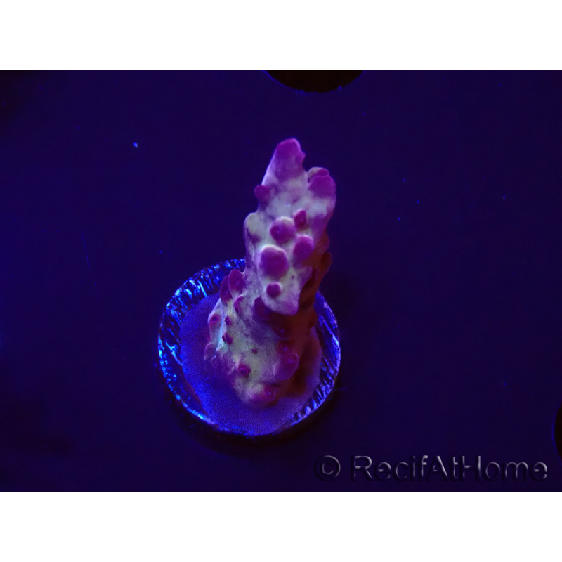 WYSIWYG RAH Acropora Nightshade