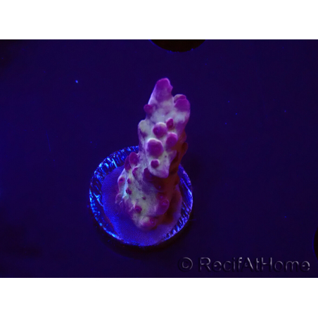 WYSIWYG RAH Acropora Nightshade