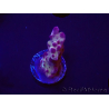 WYSIWYG RAH Acropora Nightshade