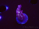 WYSIWYG RAH Acropora Nightshade 5U9