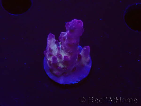 WYSIWYG RAH Acropora Nightshade