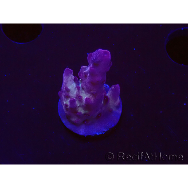 WYSIWYG RAH Acropora Nightshade 5U10