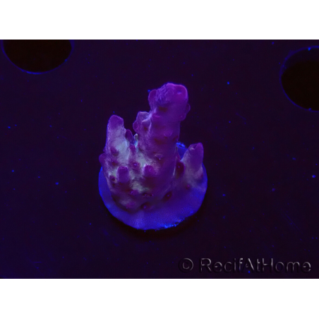 WYSIWYG RAH Acropora Nightshade