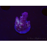 WYSIWYG RAH Acropora Nightshade