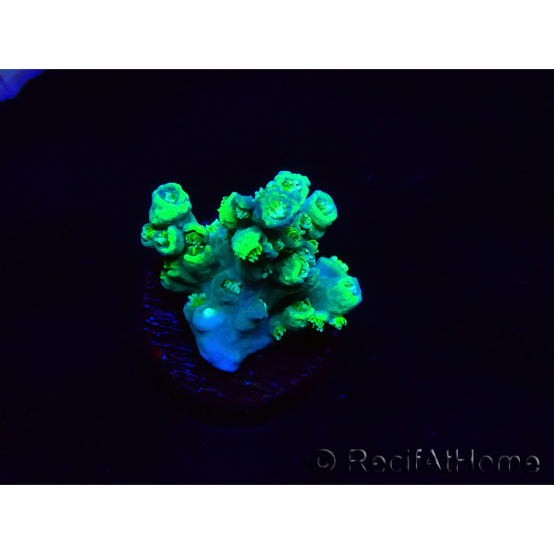 WYSIWYG RAH Acropora Plutonium 5Y7