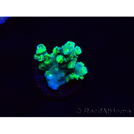 WYSIWYG RAH Acropora Plutonium 5Y7