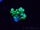 WYSIWYG RAH Acropora Plutonium 5Y7