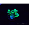 WYSIWYG RAH Acropora Plutonium 5Y7
