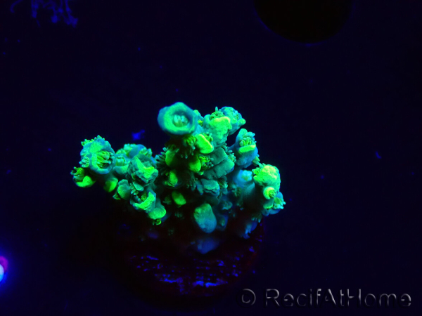 WYSIWYG RAH Acropora Plutonium