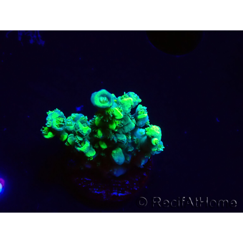 WYSIWYG RAH Acropora Plutonium 5Y8