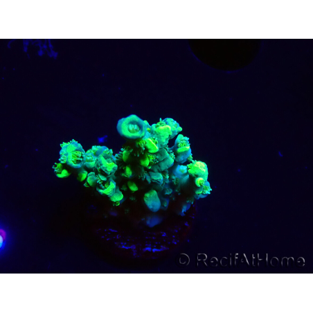 WYSIWYG RAH Acropora Plutonium 5Y8