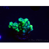 WYSIWYG RAH Acropora Plutonium 5Y8