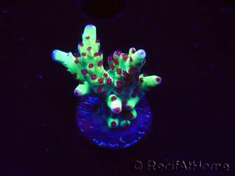 WYSIWYG RAH Acropora Bogani 5V6