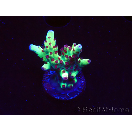WYSIWYG RAH Acropora Bogani 5V6