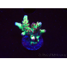 WYSIWYG RAH Acropora Bogani 5V6