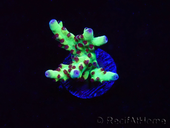 WYSIWYG RAH Acropora Bogani