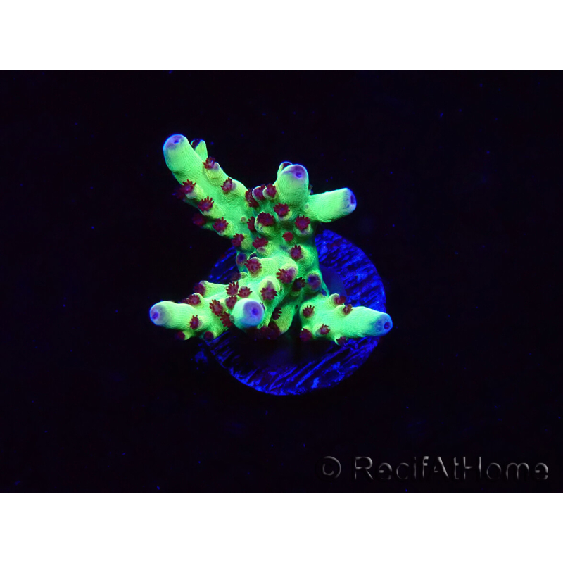 WYSIWYG RAH Acropora Bogani 5V7