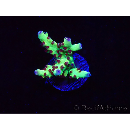 WYSIWYG RAH Acropora Bogani 5V7