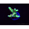 WYSIWYG RAH Acropora Bogani 5V7