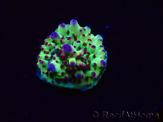 WYSIWYG RAH Acropora Bogani 5V8