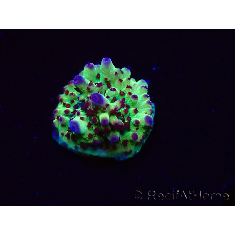 WYSIWYG RAH Acropora Bogani 5V8