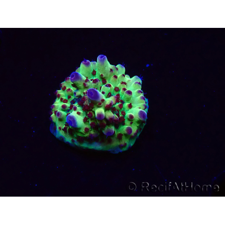 WYSIWYG RAH Acropora Bogani 5V8
