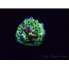 WYSIWYG RAH Acropora Bogani 5V8