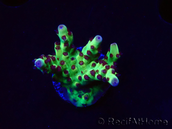 WYSIWYG RAH Acropora Bogani 5V9