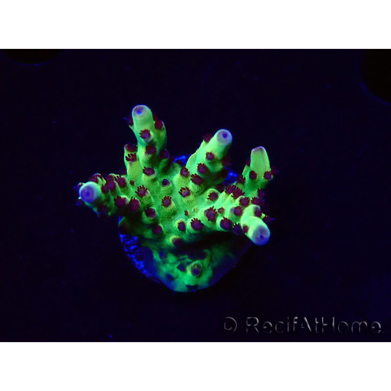 WYSIWYG RAH Acropora Bogani 5V9