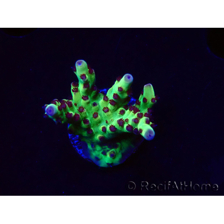 WYSIWYG RAH Acropora Bogani 5V9