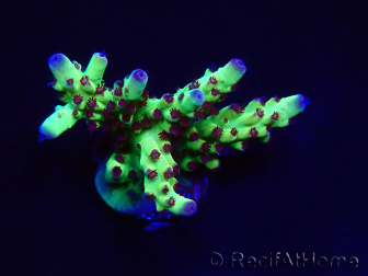 WYSIWYG RAH Acropora Bogani 5V10