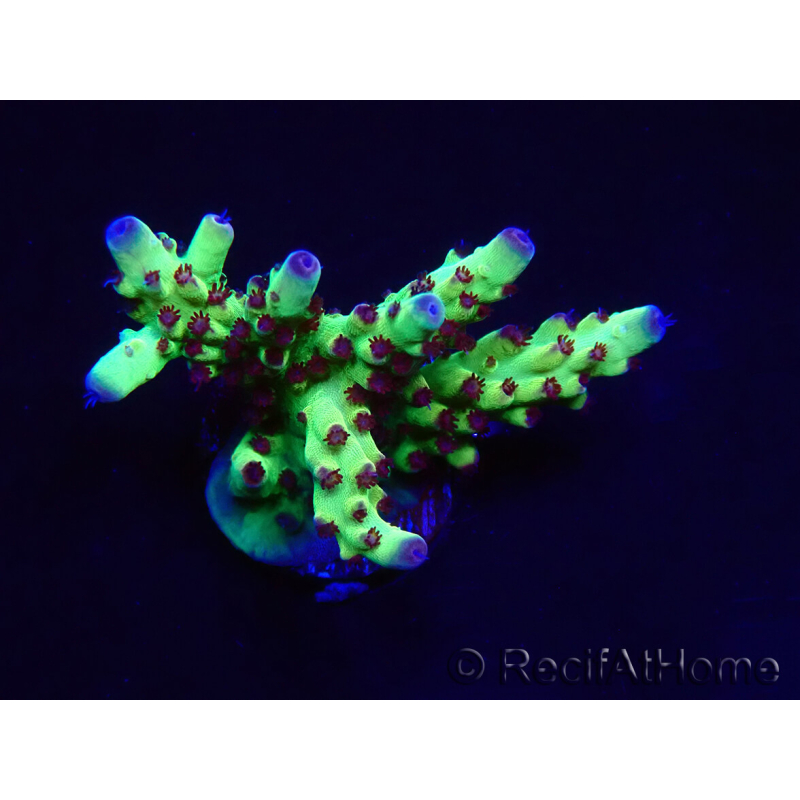 WYSIWYG RAH Acropora Bogani