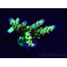 WYSIWYG RAH Acropora Bogani