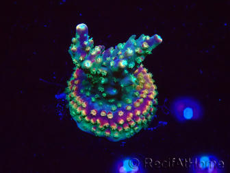 WYSIWYG Acropora Fruity Pebbles 5W2