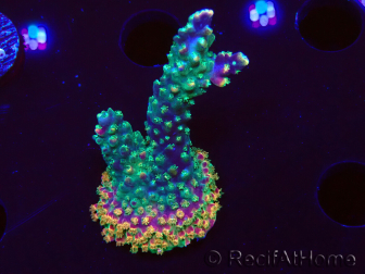 WYSIWYG Acropora Fruity Pebbles 5W3