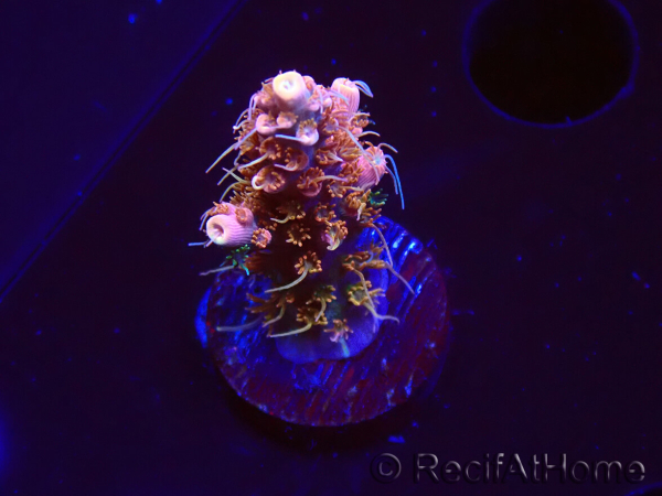 WYSIWYG AK Acropora Bill Murray