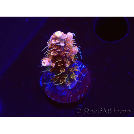 WYSIWYG CC Acropora Vodoo Majick 5Q10