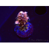 WYSIWYG CC Acropora Vodoo Majick 5Q10